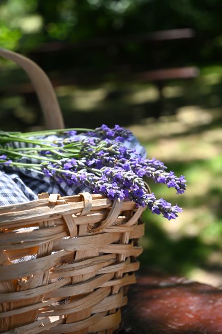 A bunch of fresh lavender flowers with vibrant purple blooms and green stems, resting in a woven wicker basket lined with fabric. The arrangement is outdoors on a wooden surface, with sunlight filteri